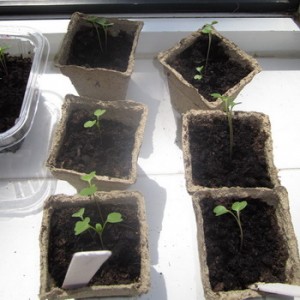 Software Seedlings